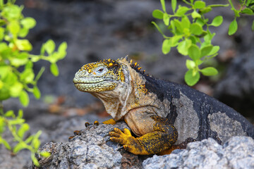 Galapagos land iguana on South Plaza Island, Galapagos National Park, Ecuador.