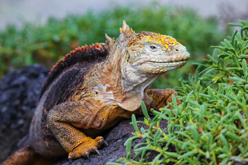 Galapagos land iguana on South Plaza Island, Galapagos National Park, Ecuador.