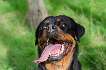 Portrait of a large black dog with a long tongue sticking out. A smiling female Rottweiler but against a green background. A happy pet with its mouth open.