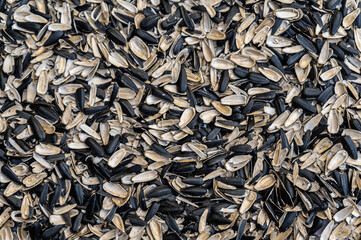Sunflower seed husk texture. Blank Black and white fried sunflower seed husk texture. Abstract multitasking background.