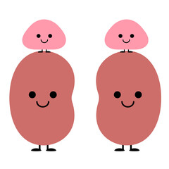 かわいい内臓ちゃん　腎臓、副腎
