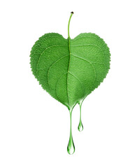 Drops are dripping from green leaf in the shape of a heart