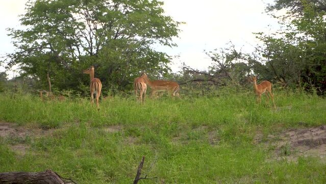 Herd of Antelopes in a small forest area on the savanna. Botswana, Africa. Safari. 
Static shot with the animals grazing.
