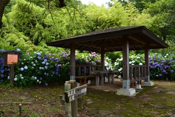 gazebo in the hydrangea garden