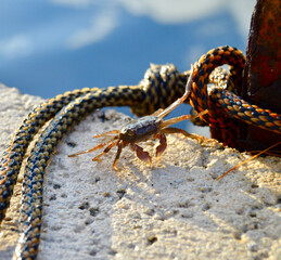 Sunbathing Seaside Crab