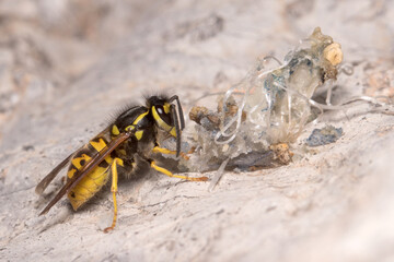 Vespula germanica wasp feeding on a rock on a sunny day. High quality photo