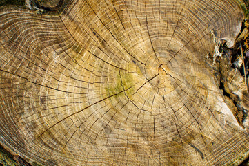 old tree trunk, wood cross section and texture