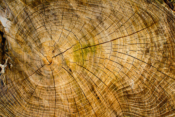 old tree trunk, wood cross section and texture