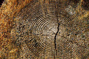 Fototapeta premium old tree trunk, wood cross section and texture