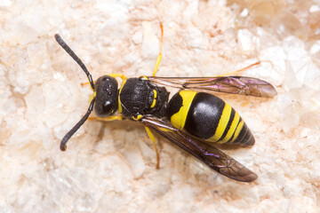 Ancistrocerus sp. wasp posed on a rock on a sunny day. High quality photo