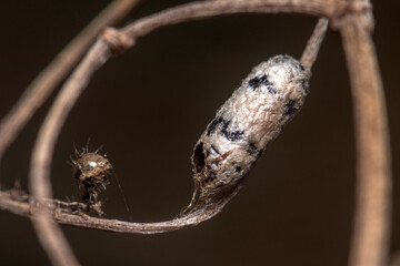 Empty pupa of Hyposoter sp parasitoid wasp hanging from a twig. High quality photo