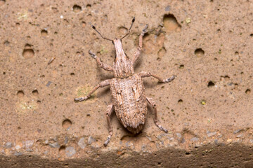 Rhytideres plicatus weevil walking on a concrete wall under the sun. High quality photo