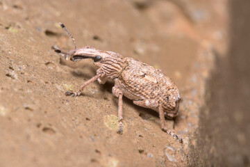 Rhytideres plicatus weevil walking on a concrete wall under the sun. High quality photo