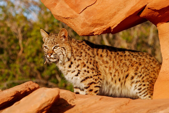 Bobcat standing on red rocks