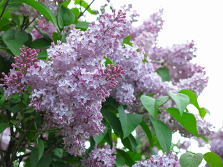 purple lilac branches bloom luxuriantly in spring