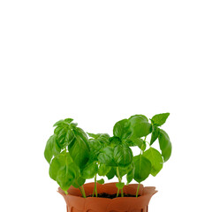 Green basil in a pot isolated on white background with copy space. Herbs for healthy eating. Vegan and vegetarian food.