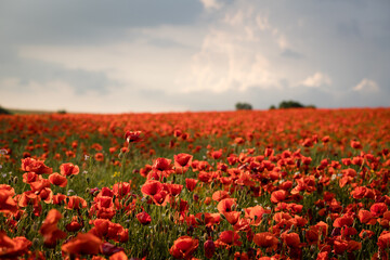 Obraz premium A large field with poppies blooming everywhere in summer. Red flowered sky with dramatic clouds. Daytime and evening mood. 