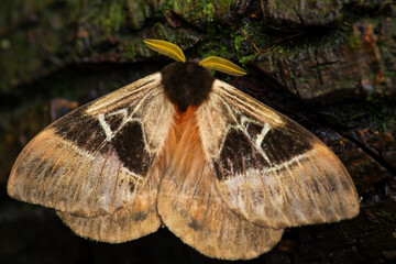 Emperor moth - Dirphia napoensis, beautiful large moth from South American forests and woodlands, Ecuador.