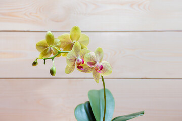 Healthy and blooming orchid Pulsation variety in right planting: concept growing exotic plants conditions of house. Place for text, wooden background, selective focus on flowers