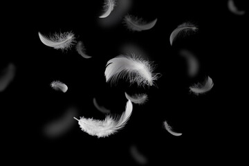 White Fluffly Feathers Falling in The Air. Swan Feather on Black Background. Down Feathers....