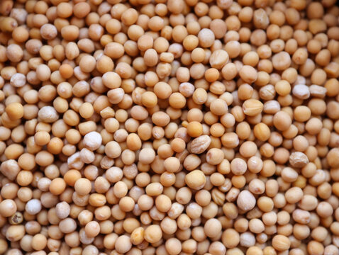 Mustard Seeds Meaning In Hindi