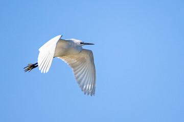 Little egret Egretta garzetta in flight on blue sky