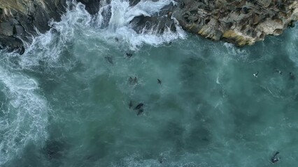 Sea Lions Swimming And Resting At Piedra De La Loberia In Cobquecura, Chile. - aerial descend