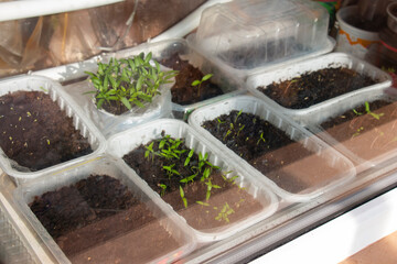 Young pepper seedlings in trays on a white window behind glass. How to grow food at home on a windowsill. sprouts of green plants and home gardening,ecology