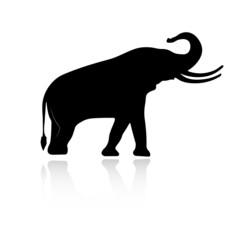 Elephant silhouette with reflection. Isolated animal on a white background.