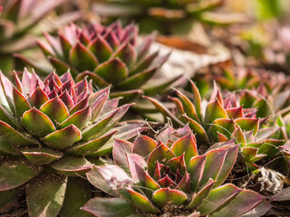 Decorative succulents flowers in a sunny garden-a natural natural floral background