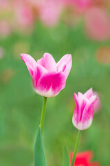 Pink and white tulip flowers on blurred green and red background, with selective focus