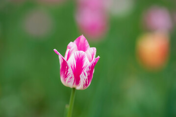 Fototapeta premium One pink and white tulip flower on blurred green and red background, with selective focus