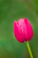 Pink tulip flowers on blurred, soft, green background, with selective focus