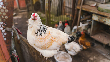 White domestic chicken sits close-up against the background of other chickens on the street
