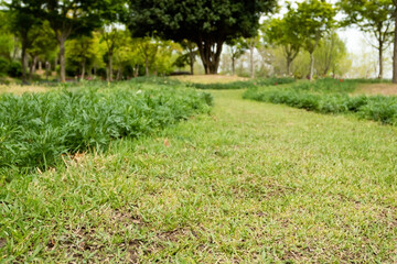 Park walkway ground. green grass
