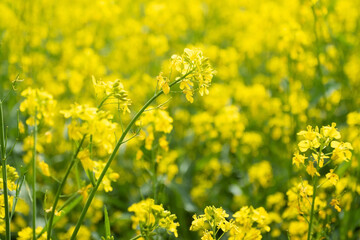field of rapeseed by the roadside