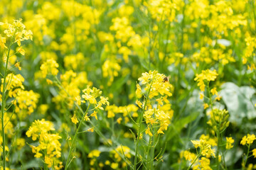 bee on rapeseed field
