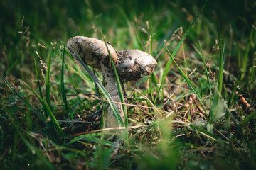 mushroom cap in the grass