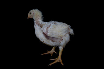 3 week old broiler chicken isolated on black.