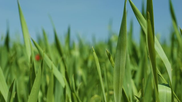 Green wheat ear in sown field blue sky background copyspace nature organic farming 4K background image