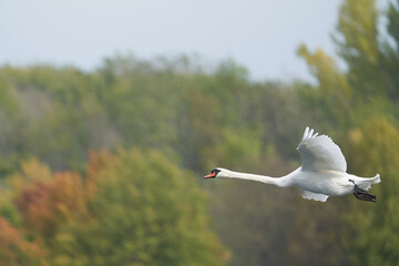 Höckerschwan (Cygnus olor)