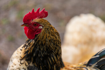 Rooster head close up