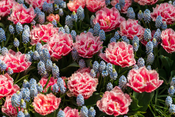 Tulip Garden Spring Flowers