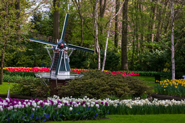 Small windmill in tulip garden