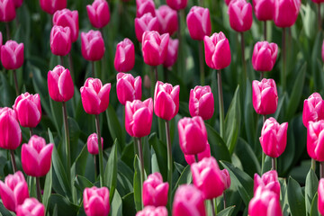 Tulip Garden Spring Flowers