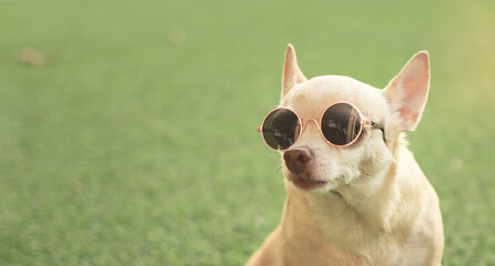 brown chihuahua dog wearing sunglasses sitting in green grass in morning sunlight.