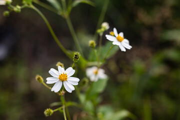 White spanish needles in a field