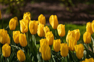 Obraz premium Tulip Garden Spring Flowers