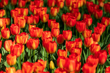 Tulip Garden Spring Flowers
