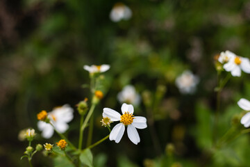 small white flowers in the meadow